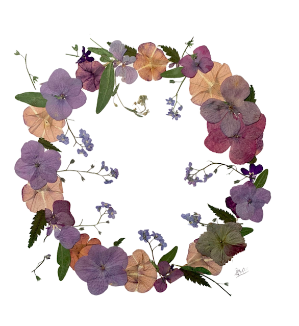 pressed hydrangea wreath pressed hydrangea wreath