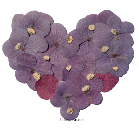 heart made with pressed hydrangeas