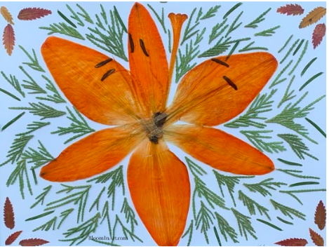 pressed orange Amaryllis