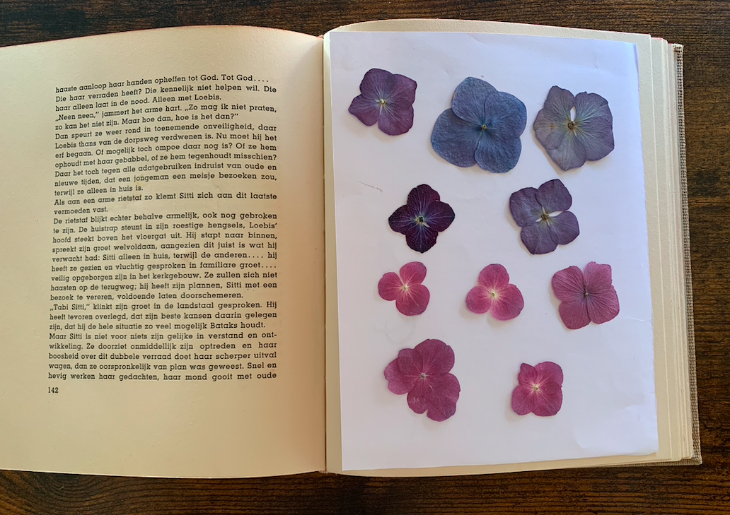Pressed Hydrangeas in a book
