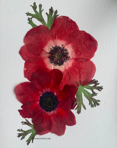 two pressed red Anemones